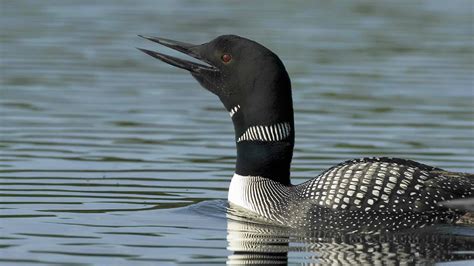 loons wailing characteristic evocative sounds  lake country common loon loon birds