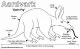 Aardvark Aardvarks African Label Enchantedlearning Bush Architects Animal Time Trap Print sketch template