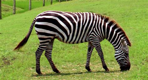 zebras eat