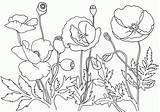 Coloring Remembrance Poppies Poppy Coloringhome sketch template