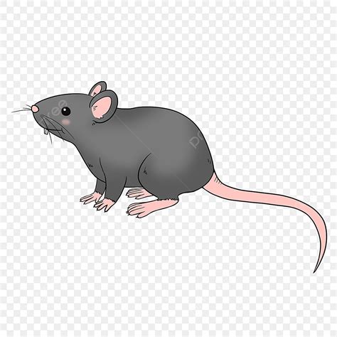 rat general png vector psd  clipart  transparent background