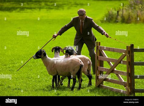 farmer herding sheep  res stock photography  images alamy