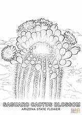 Cactus Coloring Saguaro Pages Blossom Blossoms Idaho Color Arizona Printable Drawing Getcolorings Flower State Categories Online sketch template