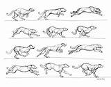Dog Running Greyhound Sketch Drawing Reference Animal Animation Drawings Cycle Anatomy Run Deviantart Sketches Cartoon Frame Illustration Dogs Draw Walk sketch template