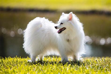 american eskimo dog dog breed information