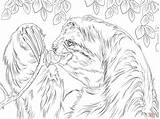 Sloth Coloring Pages Toed Three Eating Sloths Color Leaves Printable Drawing Animal Print Getdrawings Getcolorings Colorings Designlooter Drawings Skip Main sketch template