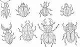 Coloring Insect Pages Advanced Kidspressmagazine Bee Insects Bugs Beetle Adults Sheets Book Now Choose Board sketch template