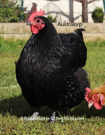 blog adelaide chicken sitting service