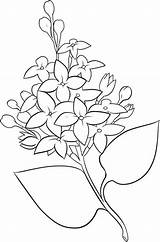 Lilac Coloring Flower Drawing Pages Flowers Paintingvalley Line Choose Board sketch template