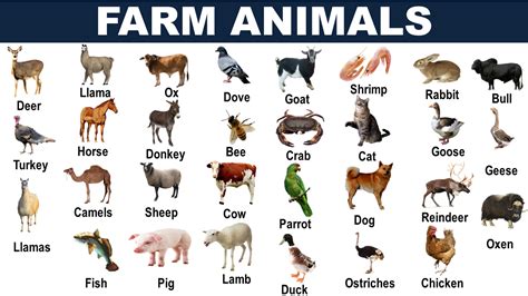 farm animals names list archives vocabulary point