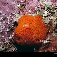 Afbeeldingsresultaten voor "clathria Coralloides". Grootte: 183 x 185. Bron: www.alamy.com