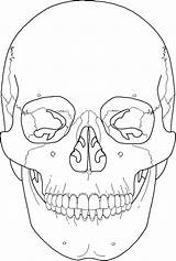 Skull Anatomy Coloring Pages Drawing Line Human Skulls Bones Skeleton Color Colouring Getdrawings Printable Getcolorings Print sketch template