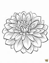 Dahlia Flower Drawing Coloring Line Pages Sketch Fleurs Color Drawings Paintingvalley Getcolorings Sketches Getdrawings sketch template