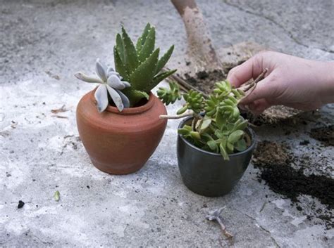 Make How To Steal And Propagate Succulents Five Thousand