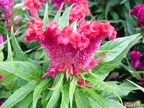 images  coxcomb  pinterest flowering plants hot pink  crests