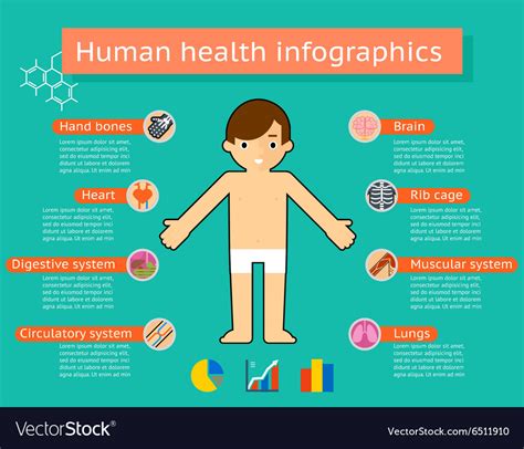 human body systems medical infographics royalty  vector