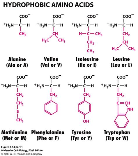 tj hydrophobic amino acids amino acids  grouped