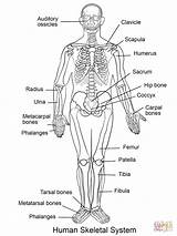 Coloring System Human Skeletal Pages Body Printable Anatomy Systems Kids Diagram Nursing Skeleton Circulatory Super sketch template