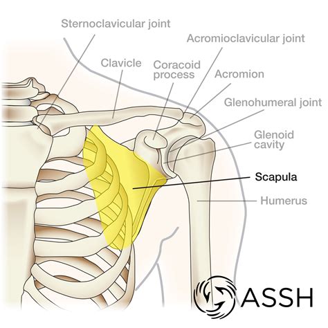 anatomy  shoulder bones  handcare blog