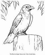 Ravens Crows Designlooter Searchlock Honkingdonkey sketch template