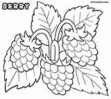 Coloring Berry Designlooter Raspberries 45kb 1000 sketch template