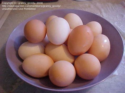 All Black Australorp Eggs Shows Color Variations