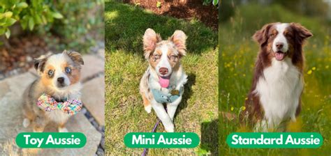 comprehensive guide  toy australian shepherd bordercolliehealth