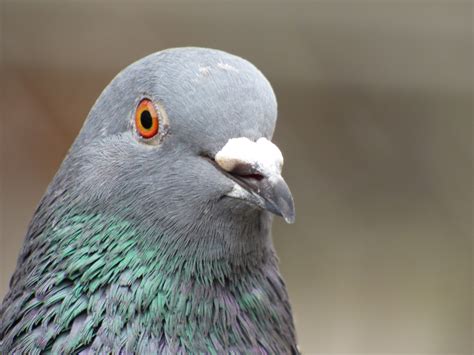 head pigeon  stock photo public domain pictures