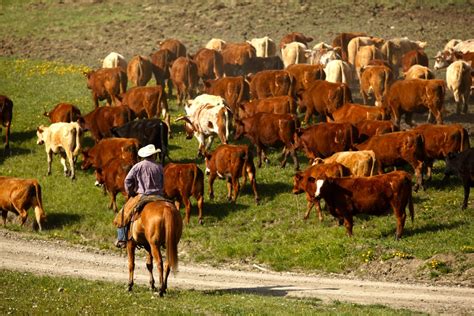 rapidly  canada increase marketable beef supplies