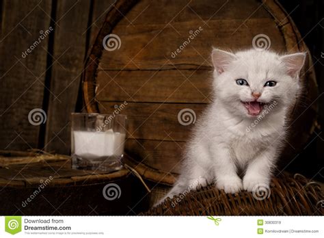 pussy cat with milk royalty free stock images image