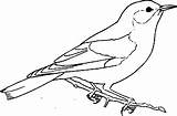 Bluebird Pitigoi Bird Pajaros Colorat Pintar Pajaro Planse Desene Pasare Pasari Salbatice Pintarcolorear sketch template