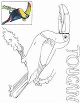 Toucan Coloring Janbrett Forest Cloud Click Subscription Downloads sketch template