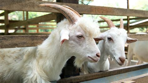 alabama couple  give  goat farm  essay winner todaycom