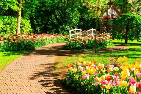 pictures  beautiful flowers   garden image