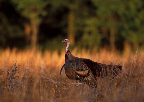 Wild Turkey Wallpapers And Screensavers 47 Images