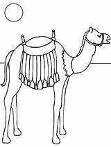 Guanaco Coloring Animals Color Pages sketch template