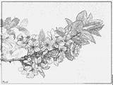 Prunus Coloring Designlooter 10da Cpf Waterloo sketch template