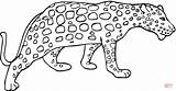 Gepard Cheetah Ghepardo Colorare Kolorowanka Disegni Kolorowanki Dibujos Guepardo Ausmalbild Kostenlos Druku Disegnare Dzieci Malowanki Malvorlagen sketch template