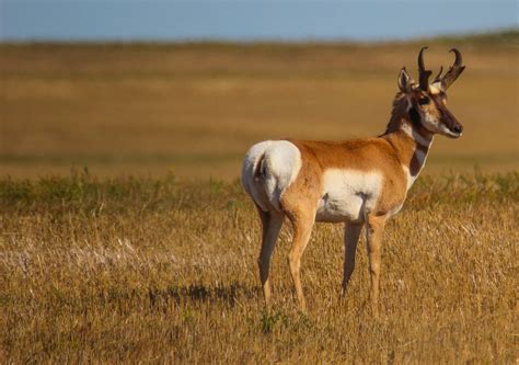cannundrums american pronghorn