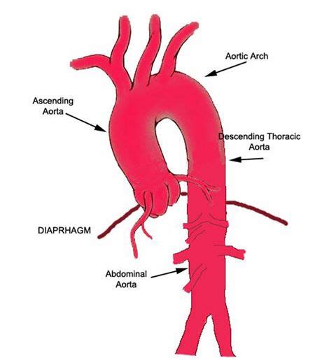 aorta schematic cool medical stuff pinterest