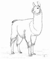 Colorear Llamas Supercoloring Lhama Incas Alpacas Ausmalbild Mammals Skizze Kategorien Categorias sketch template