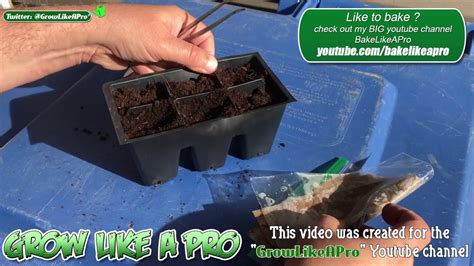 growing cantaloupes  seeds  youtube