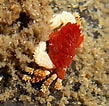 Afbeeldingsresultaten voor "actaea Polyacantha". Grootte: 109 x 106. Bron: www.roboastra.com