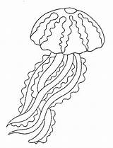 Jellyfish Coloring Scyphozoa Pages Color sketch template