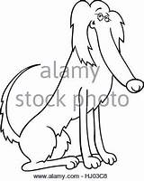Setter Irish Coloring Pages Getcolorings Dog sketch template