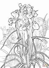 Iris Supercoloring sketch template