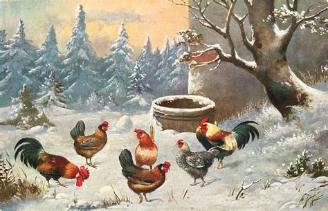 winter scene  multicoloured roosters  hens  tub