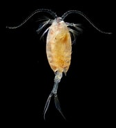 Afbeeldingsresultaten voor "Calanopia Minor". Grootte: 168 x 185. Bron: plankton.image.coocan.jp