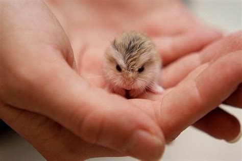 adorable tiny