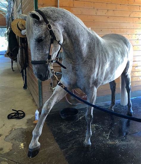 beauty enjoying  great spa day   owner dutchdreamhorses